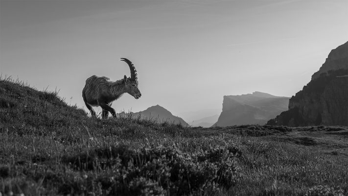 Alpensteinbock, momente-der-schoepfung.ch
