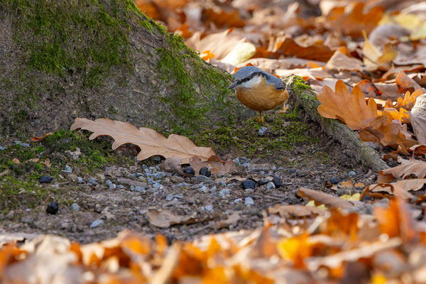Kleiber, momente-der-schoepfung.ch