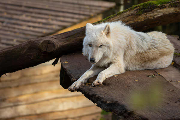 Polarwolf, momente-der-schoepfung.ch