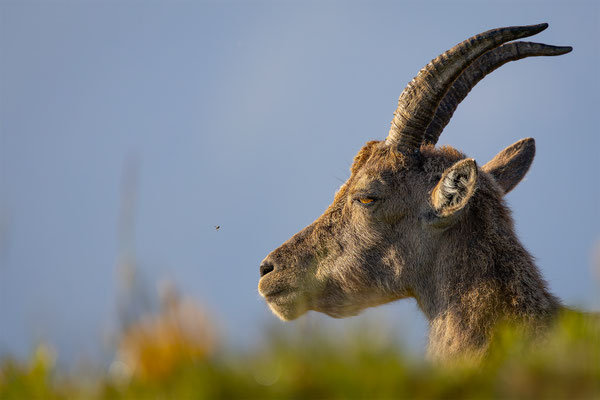 Alpensteinbock, momente-der-schoepfung.ch