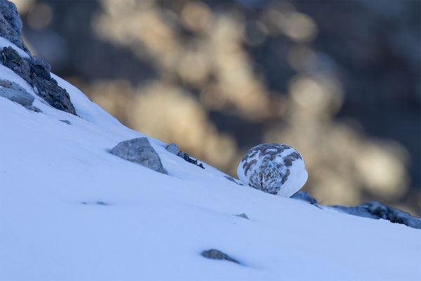 Alpenscheehuhn, momente-der-schoepfung.ch