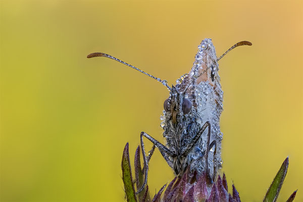 Wiesenvögelchen, Lupigrafie ABM 1,2:1, momente-der-schoepfung.ch