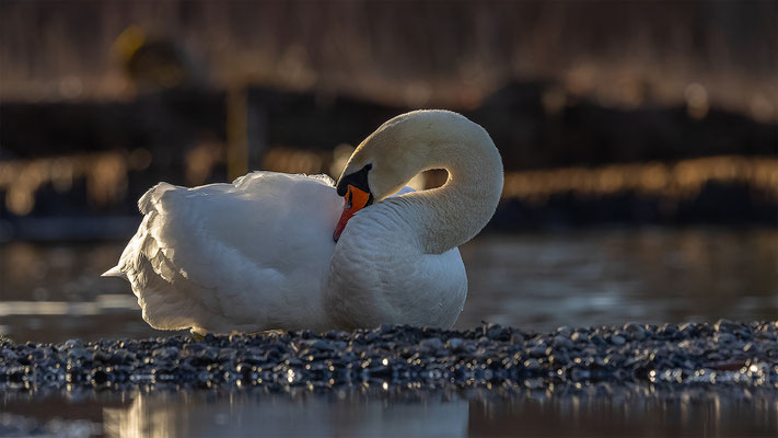 Höckerschwan, momente-der-schoepfung.ch