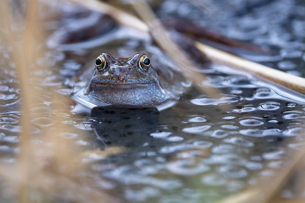 Grasfrosch, momente-der-schoepfung.ch