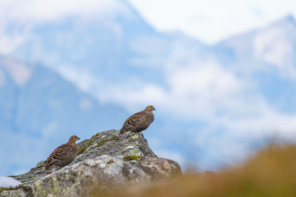 Birkhuhn, momente-der-schoepfung.ch