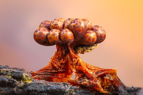 Myxomyceten Schleimpilz, Tricia verrucosa, ABM6:1, momente-der-schoepfung.ch