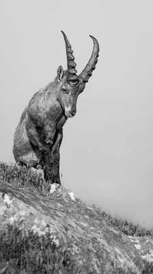 Alpensteinbock, momente-der-schoepfung.ch