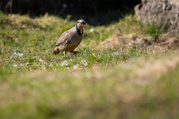 Steinhuhn, momente-der-schoepfung.ch