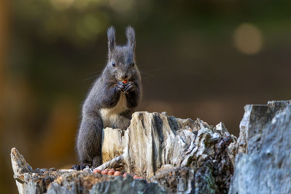 Eichhörnchen, momente-der-schoepfung.ch