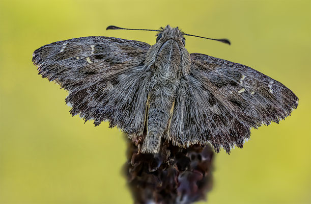 Malven Dickkopffalter, Lupigrafie ABM 1:1, momente-der-schoepfung.ch
