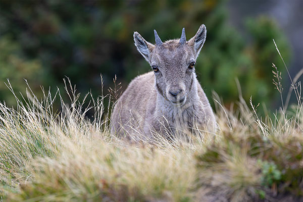 Alpensteinbock, momente-der-schoepfung.ch