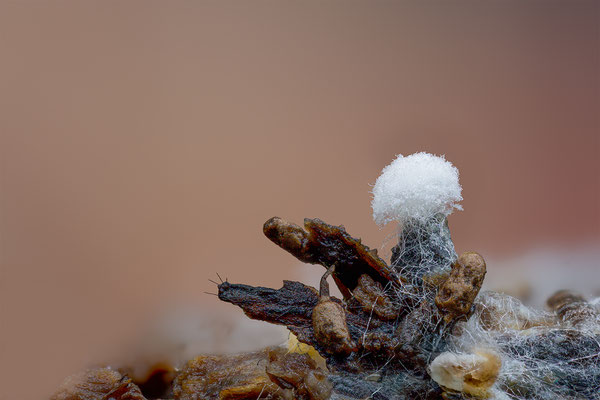 Myxomyceten Schleimpilz, ABM4:1, momente-der-schoepfung.ch