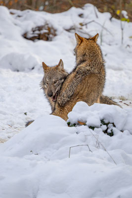 Wolf, momente-der-schoepfung.ch