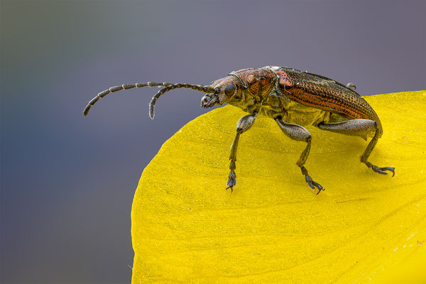 Schilffkäfer, momente-der-schoepfung.ch