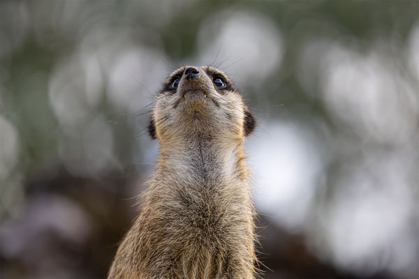 Erdmänchen, Zürcher Zoo, momente-der-schoepfung.ch
