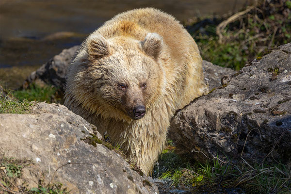 Syrischer Braunbär Tierpakt Arth Goldau, momente-der-schoepfung.ch