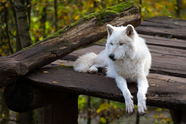 Polarwolf, momente-der-schoepfung.ch