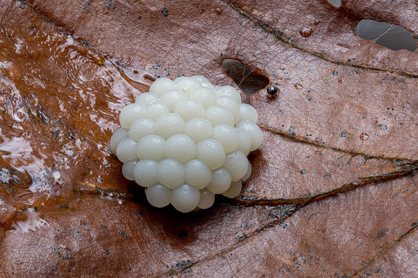 Myxomyceten Schleimpilz Stemonitis, ABM3:1, momente-der-schoepfung.ch