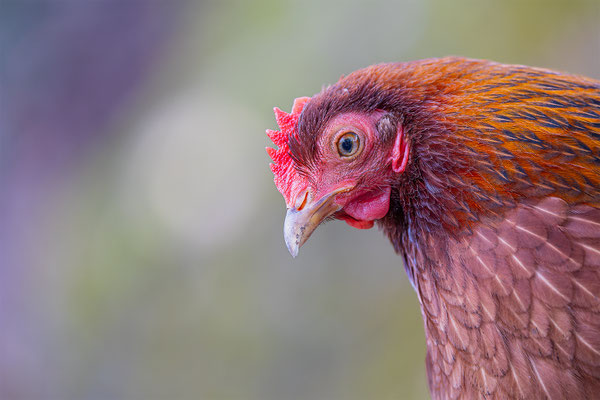 Huhn, Tierpakt Arth Goldau, momente-der-schoepfung.ch