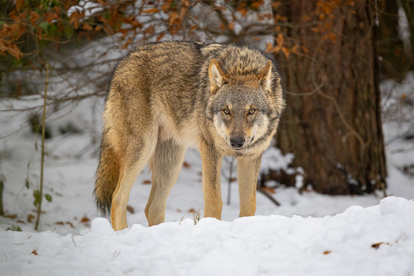 Wolf, momente-der-schoepfung.ch