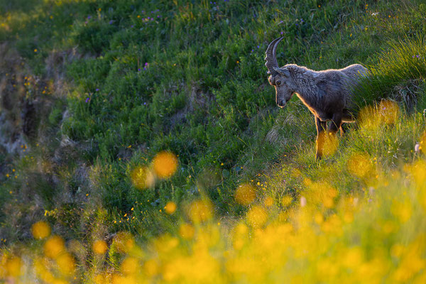 Alpensteinbock, momente-der-schoepfung.ch