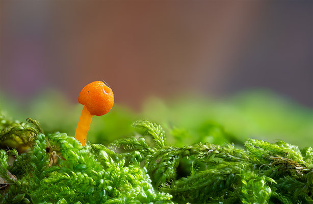 Pilz mir unbekannt, momente-der-schoepfung.ch