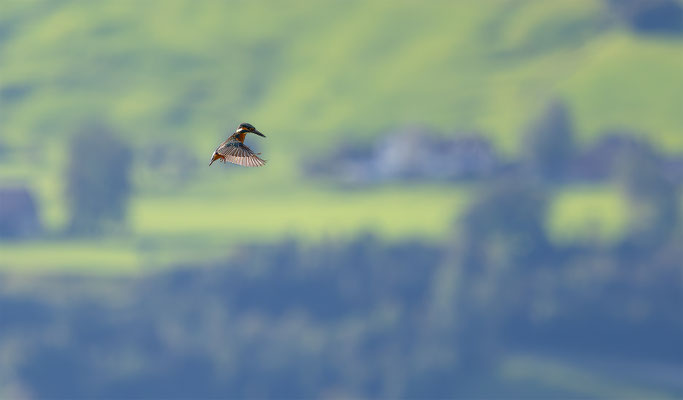 Eisvogel, momente-der-schoepfung.ch