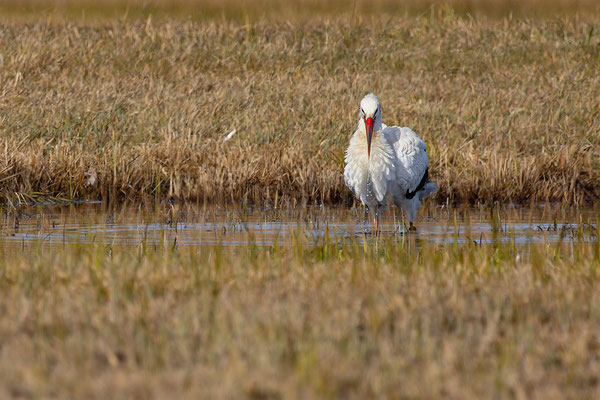 Storch, momente-der-schoepfung.ch