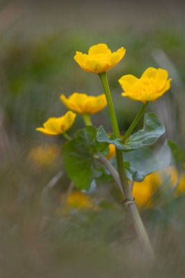 Sumpfdotterblume, momente-der-schoepfung.ch