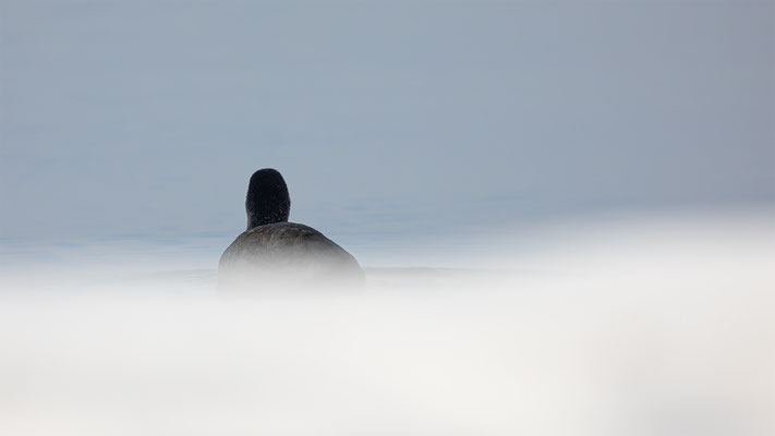 Blesshuhn, momente-der-schoepfung.ch