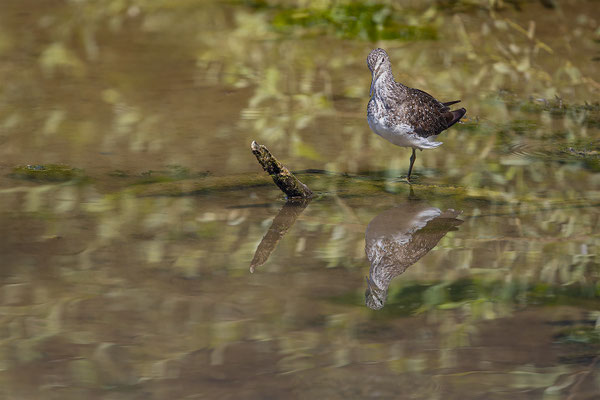 Waldwasserläufer, momente-der-schoepfung.ch