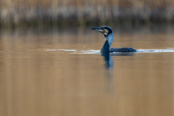 Kormoran, momente-der-schoepfung.ch