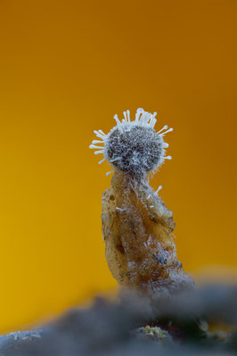 Myxomyceten Schleimpilz, ABM5:1, momente-der-schoepfung.ch