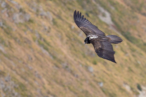 Bartgeier, momente-der-schoepfung.ch