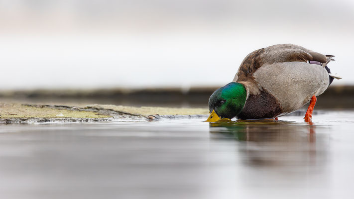 Stockente, momente-der-schoepfung.ch