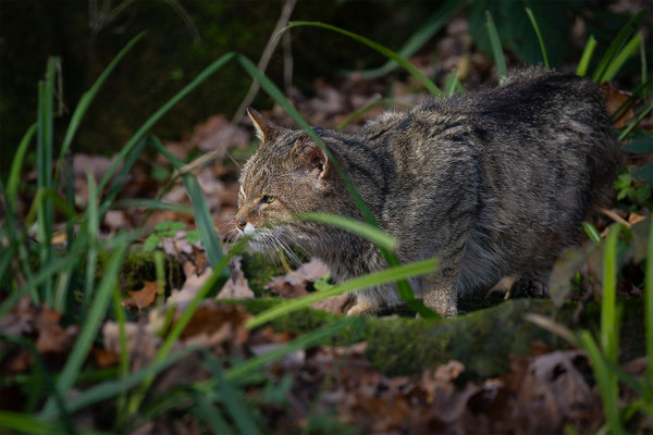 Wildkatze, momente-der-schoepfung.ch