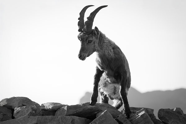 Alpensteinbock, momente-der-schoepfung.ch