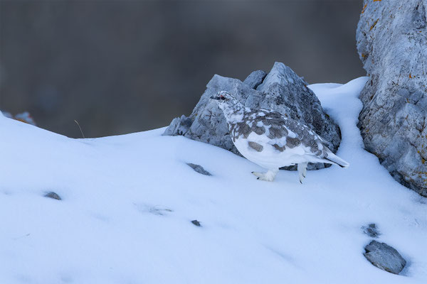 Alpenscheehuhn, momente-der-schoepfung.ch