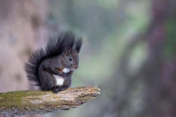 Eichhörnchen, momente-der-schoepfung.ch