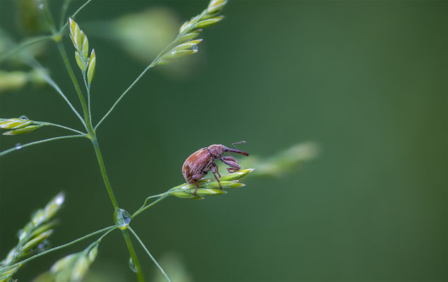 Eichenrüssler, momente-der-schoepfung.ch