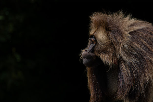 Dschelada, Zürcher Zoo, momente-der-schoepfung.ch
