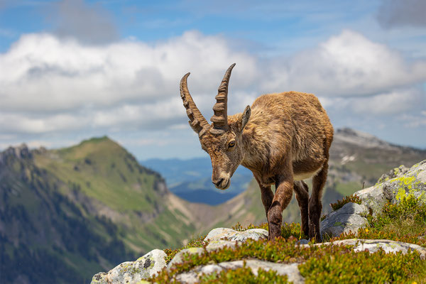 Alpensteinbock, momente-der-schoepfung.ch