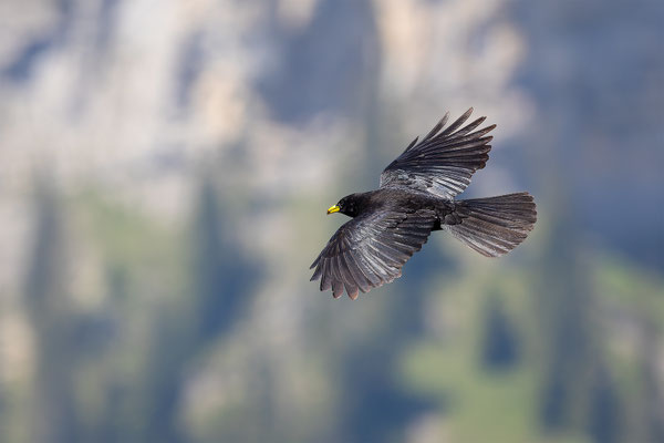Alpendohle, momente-der-schoepfung.ch