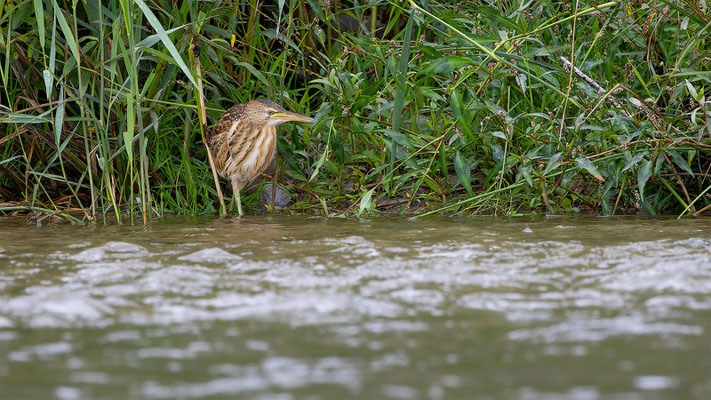 Zwergdommel, momente-der-schoepfung.ch