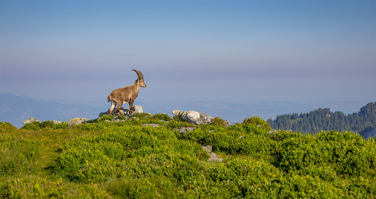 Alpensteinbock, momente-der-schoepfung.ch