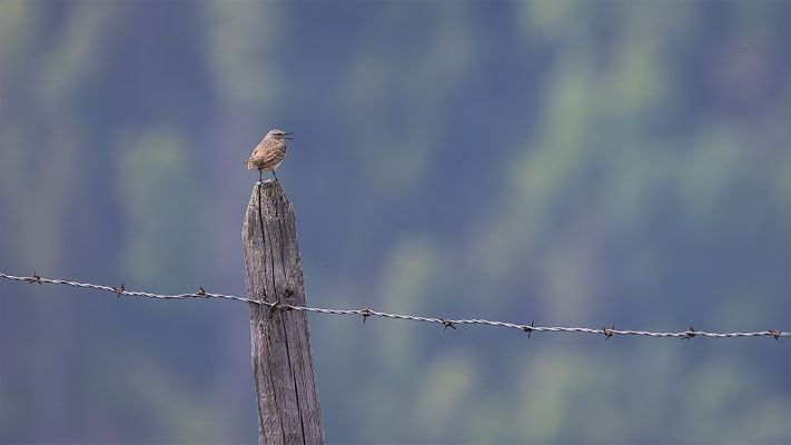 Bergpieper, momente-der-schoepfung.ch