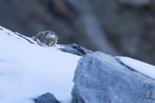 Alpenscheehuhn, momente-der-schoepfung.ch