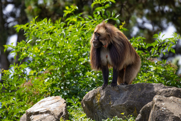 Dschelada, Zürcher Zoo, momente-der-schoepfung.ch