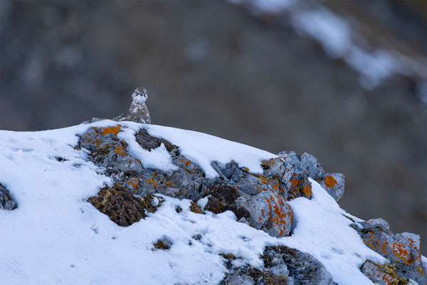 Alpenscheehuhn, momente-der-schoepfung.ch