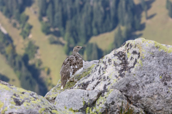 Alpenscheehuhn, momente-der-schoepfung.ch